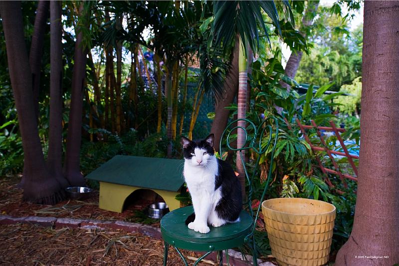 20090204_151842 D3 P1 5100x3400 srgb.jpg - A polydactyl cat  at Hemmingway Home.  Descendents of his original cats.